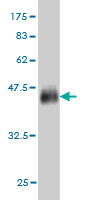 Western blot against tagged recombinant protein immunogen using ab56839 ALF antibody at 1ug/ml.