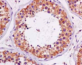 Immunohistochemical analysis of paraffin embedded Human testis tissue labeling ALG2 with ab181124 at a 1/100 dilution. Prediluted HRP Polymer for Rabbit IgG secondary used. Counterstained with Hematoxylin.