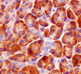Immunohistochemical analysis of paraffin embedded Human pancreas tissue labeling ALG2 with ab181124 at a 1/100 dilution. Prediluted HRP Polymer for Rabbit IgG secondary used. Counterstained with Hematoxylin.