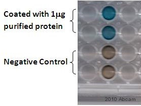 Ab354 staining Alkaline Phosphatase in E.coli recombinant protein Mach1 by indirect ELISA. Samples were blocked with 5%milk for 3 hours at room temperature and incubated with primary antibody (1/15000 in TBST + 5% Milk) for 90 minutes. An HRP-conjugated goat polyclonal to Rabbit IgG (1/30000) was used as secondary antibody.See Abreview