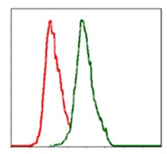 Flow cytometric analysis of MCF-7 cells using ab126820 at 1/200 (green) and negative control (red).