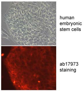 Undifferentiated human embryonic stem cells (H9 line) were stained with the tissue non-specific alkaline phosphatase antibody, ab17973. The cells were positive for alkaline phosphatase with staining localised on the surface membrane.Dilution used: 1/50Note that the feeder cells in the bottom left hand corner of the plate are not stained by this antibody. 