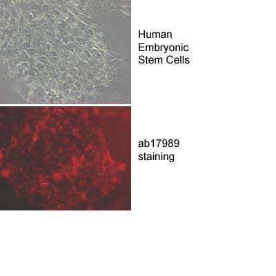 Undifferentiated human embryonic stem cells (H9 line) were stained with the tissue non-specific alkaline phosphatase antibody, ab17973. The cells were positive for alkaline phosphatase with staining localised on the surface membrane.Dilution used: 1/50
