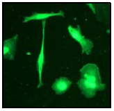 Immunofluorescent staining of PC12 cells using ab51252 (1:50).