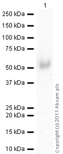 Anti-Alpha 1 Acid Glycoprotein antibody (ab440) at 2 µg/ml + Human Alpha 1 Acid Glycoprotein full length protein (ab77943) at 0.01 µgSecondaryGoat Anti-Rabbit IgG H&L (HRP) preadsorbed (ab97080) at 1/5000 dilutiondeveloped using the ECL techniquePerformed under reducing conditions.Exposure time :  2 minutes