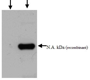 All lanes : Anti-Alpha 1 Acid Glycoprotein antibody (ab52691) at 1/1000 dilutionLane 1 : Left: The negative control lane of ~20ug of a total protein extract from E coli with ~50ng to 100 ng of a fusion protein of an irrelevant antigen. Lane 2 : Right: test lane of ~20ug of a total protein extract from E coli with ~50ng to 500ng of the antigen (antigen fusion protein). SecondaryRabbit anti-mouse IgG + IgM, (H+L) horseradish peroxidase conjugated at 1/5000 dilution