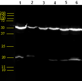 All lanes : Anti-alpha 1 Adrenergic Receptor antibody (ab54730) at 1/1000 dilutionLane 1 : 50 ug HL-60 lysateLane 2 : 50 ug A-431 lysateLane 3 : 50 ug Jurkat lysateLane 4 : 50 ug MCF-7 lysateLane 5 : 50 ug K-562 lysateLane 6 : 50 ug HepG2 lysateSecondaryHRP-conjugated Goat anti-mouse IgG
