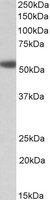 Anti-alpha 1 Adrenergic Receptor antibody (ab166939) at 1 µg/ml + Human Prostate lysate (in RIPA buffer) at 35 µgdeveloped using the ECL technique