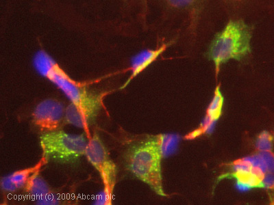 ICC/IF image of ab9373 stained HepG2 cells. The cells were 100% methanol fixed (5 min) and then incubated in 1%BSA / 10% normal goat serum / 0.3M glycine in 0.1% PBS-Tween for 1h to permeabilise the cells and block non-specific protein-protein interactions. The cells were then incubated with the antibody (ab9373, 1µg/ml) overnight at +4°C. The secondary antibody (green) was Alexa Fluor® 488 goat anti-rabbit IgG (H+L) used at a 1/1000 dilution for 1h. Alexa Fluor® 594 WGA was used to label plasma membranes (red) at a 1/200 dilution for 1h. DAPI was used to stain the cell nuclei (blue) at a concentration of 1.43µM.