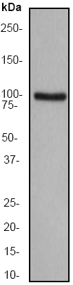 Anti-alpha 1 Catenin antibody [EP1793Y] (ab51032) at 1/50000 dilution + HeLa cell lysate at 10 µgSecondaryGoat anti-Rabbit HRP labeled at 1/2000 dilution