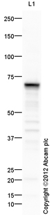 Anti-alpha 1 Fetoprotein antibody (ab115133) at 1 µg/ml + Liver (Human) Tissue Lysate - fetal normal tissue (ab29890) at 10 µgSecondaryGoat Anti-Rabbit IgG H&L (HRP) preadsorbed (ab97080) at 1/5000 dilutiondeveloped using the ECL techniquePerformed under reducing conditions.