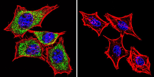 Immunocytochemistry/Immunofluorescence analysis of alpha 1 Sodium Potassium ATPase shows staining in HeLa cells. alpha 1 Sodium Potassium ATPase staining (green), F-Actin staining with Phalloidin (red) and nuclei with DAPI (blue) is shown. Cells were grown on chamber slides and fixed with formaldehyde prior to staining. Cells were incubated without (control) or with ab2867 (1:20) overnight at 4°C, washed with PBS and incubated with a DyLight-488 conjugated goat anti-mouse secondary antibody. Images were taken at 60X magnification.