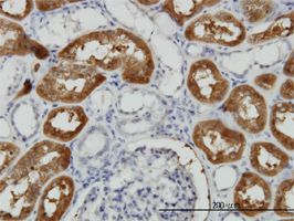 58K Golgi protein antibody (ab56779) used in immunohistochemistry at 3ug/ml on formalin fixed and paraffin embedded human kidney.