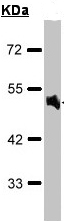 Anti-alpha 1a Adrenergic Receptor antibody (ab96783) at 1/1000 dilution + Raji whole cell lysate at 30 µg