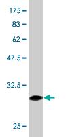 Anti-alpha 1a Adrenergic Receptor antibody (ab87990) at 1 µg/ml + immunogen (tagged recombinant fragment) at 0.2 µgSecondaryGoat anti-Mouse IgG at 1/10000 dilution