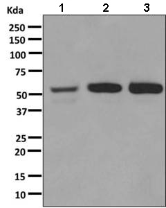 All lanes : Anti-alpha 1a Adrenergic Receptor antibody [EPR9691(B)] (ab137123) at 1/1000 dilutionLane 1 : PC-3 cell lysateLane 2 : HepG2 cell lysateLane 3 : Raji cell lysateLysates/proteins at 10 µg per lane.SecondaryHRP labelled goat anti-rabbit at 1/2000 dilution
