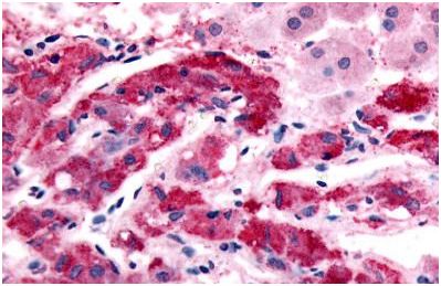 Immunohistochemical analysis of formalin-fixed, paraffin-embedded Human adrenal, medulla tissue (after heat induced antigen retrieval) labelling alpha 1b Adrenergic Receptor with ab140692 at 11 µg/ml.