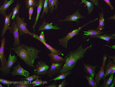 ICC/IF image of ab97628 stained SKNSH cells. The cells were 4% formaldehyde fixed (10 min) and then incubated in 1%BSA / 10% normal goat serum / 0.3M glycine in 0.1% PBS-Tween for 1h to permeabilise the cells and block non-specific protein-protein interactions. The cells were then incubated with the antibody ab97628 at 5µg/ml overnight at +4°C. The secondary antibody (green) was DyLight® 488 goat anti- rabbit (ab96899) IgG (H+L) used at a 1/1000 dilution for 1h. Alexa Fluor® 594 WGA was used to label plasma membranes (red) at a 1/200 dilution for 1h. DAPI was used to stain the cell nuclei (blue) at a concentration of 1.43µM.