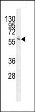 Anti-alpha 2 Glycine Receptor antibody (ab107292) at 1/100 dilution + K562 cell line lysate at 35 µg