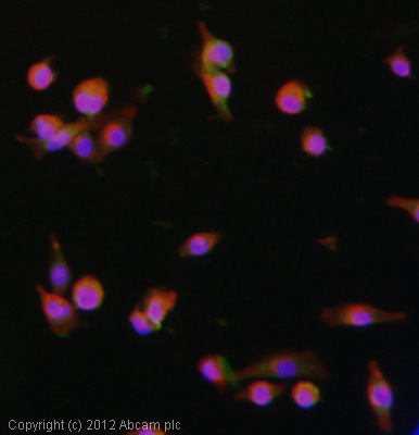 ICC/IF image of ab7337 stained Malme-3m cells. The cells were 4% paraformaldehyde fixed (10 min) and then incubated in 1%BSA / 10% normal goat serum / 0.3M glycine in 0.1% PBS-Tween for 1h to permeabilise the cells and block non-specific protein-protein interactions. The cells were then incubated with the antibody (ab7337, 10µg/ml) overnight at +4°C. The secondary antibody (green) was ab96931, DyLight® 488 donkey anti-goat IgG (H+L) used at a 1/250 dilution for 1h. Alexa Fluor® 594 WGA was used to label plasma membranes (red) at a 1/200 dilution for 1h. DAPI was used to stain the cell nuclei (blue) at a concentration of 1.43µM.