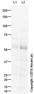 All lanes : Anti-alpha 2a Adrenergic Receptor antibody (ab85570) at 1 µg/mlLane 1 : Pancreas (Human) Tissue Lysate - adult normal tissue (ab29816)Lane 2 : Small Intestine (Human) Tissue Lysate - adult normal tissue (ab29276)Lysates/proteins at 10 µg per lane.SecondaryGoat polyclonal Secondary Antibody to Rabbit IgG - H&L (HRP), pre-adsorbed at 1/5000 dilutiondeveloped using the ECL techniquePerformed under reducing conditions.