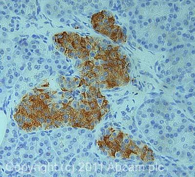 IHC image of alpha 2a Adrenergic Receptor staining in human Pancreas FFPE section, performed on a BondTM system using the standard protocol F. The section was pre-treated using heat mediated antigen retrieval with sodium citrate buffer (pH6, epitope retrieval solution 1) for 20 mins. The section was then incubated with ab85570, 1µg/ml, for 15 mins at room temperature and detected using an HRP conjugated compact polymer system. DAB was used as the chromogen. The section was then counterstained with haematoxylin and mounted with DPX
