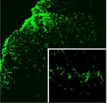 ab92650 at 1/100 dilution staining alpha 2a Adrenergic Receptor in Rat spinal cord dorsal horn tissue by indirect immunofluorescence.