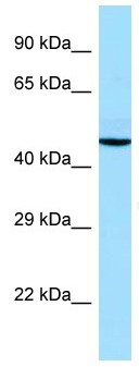 Anti-alpha 2a Adrenergic Receptor antibody (ab133936) at 1 µg/ml + Human fetal thymus lysate at 10 µg