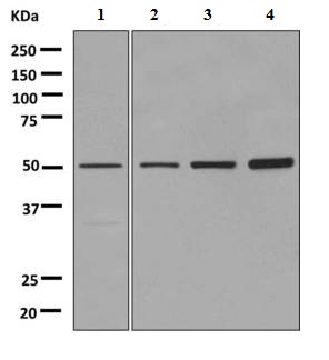 All lanes : Anti-alpha 2b Adrenergic Receptor antibody [EPR9623] (ab151727) at 1/10000 dilutionLane 1 : Human fetal brain lysateLane 2 : MCF7 cell lysateLane 3 : HepG2 cell lysate Lane 4 : 293T cell lysateLysates/proteins at 10 µg per lane.SecondaryGoat anti-rabbit HRP at 1/2000 dilution