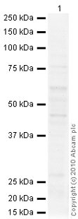 Anti-5HT1A Receptor antibody (ab79230) at 1 µg/ml + Brain (Human) Tissue Lysate - adult normal tissue (ab29466) at 10 µgSecondaryGoat Anti-Rabbit IgG H&L (HRP) preadsorbed (ab97080) at 1/5000 dilutiondeveloped using the ECL techniquePerformed under reducing conditions.
