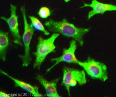 ICC/IF image of ab79230 stained HeLa cells. The cells were 4% formaldehyde (10 min) and then incubated in 1%BSA / 10% normal goat serum / 0.3M glycine in 0.1% PBS-Tween for 1h to permeabilise the cells and block non-specific protein-protein interactions. The cells were then incubated with the antibody (ab79230, 5µg/ml) overnight at +4°C. The secondary antibody (green) was ab96899 Dylight 488 goat anti-rabbit IgG (H+L) used at a 1/250 dilution for 1h. Alexa Fluor® 594 WGA was used to label plasma membranes (red) at a 1/200 dilution for 1h. DAPI was used to stain the cell nuclei (blue) at a concentration of 1.43µM.