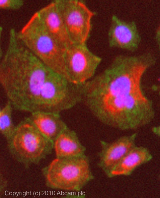 ICC/IF image of ab2730 stained MCF7 cells. The cells were 4% formaldehyde fixed (10 min) and then incubated in 1%BSA / 10% normal goat serum / 0.3M glycine in 0.1% PBS-Tween for 1h to permeabilise the cells and block non-specific protein-protein interactions. The cells were then incubated with the antibody (ab2730, 5µg/ml) overnight at +4°C. The secondary antibody (green) was Alexa Fluor® 488 goat anti-mouse IgG (H+L) used at a 1/1000 dilution for 1h. Alexa Fluor® 594 WGA was used to label plasma membranes (red) at a 1/200 dilution for 1h. DAPI was used to stain the cell nuclei (blue) at a concentration of 1.43µM.