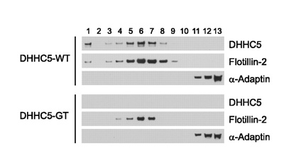 Image from Li Y et al, J Biol Chem. 2012 Jan 2;287(1):523-30. Epub 2011 Nov 11, Fig 2. DOI 10.1074/jbc.M111.306183 January 2, 2012 The Journal of Biological Chemistry, 287, 523-530.ab2730 used in Western Blot at a 1/1000 dilution.Sucrose density gradient fractionation of detergent resistant cell lysates from WT and DHHC5-GT murine neuronal stem cells. The isolation of detergent-resistant membranes was performed according to a previously published protocol. NSCs growing in growth medium (~300 µl of packed cells) were harvested and washed three times with ice-cold PBS. The cells were gently resuspended by pipetting up and down in 700 µl of 1% Triton X-100 in HEPES buffer (25 mm HEPES-HCl, pH 6.5, 150 mm NaCl, 1 mm EDTA, and protease inhibitor mixture), homogenized using a Teflon-coated Dounce homogenizer (30 strokes), then incubated on ice for 30 min, and fractionated on a sucrose density gradient. The fractions were collected from top (fraction 1) to bottom (fraction 13) and analyzed by