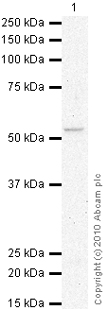 Anti-5HT1A Receptor antibody (ab44635) at 1/500 dilution + Brain (Human) Tissue Lysate - adult normal tissue (ab29466) at 10 µgSecondaryGoat polyclonal to Rabbit IgG - H&L - Pre-Adsorbed (HRP) at 1/3000 dilutiondeveloped using the ECL techniquePerformed under reducing conditions.Observed band size : 52 kDa (why is the actual band size different from the predicted?)Exposure time :  16 minutes