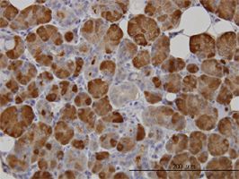 alpha Amylase antibody (ab54765) used in immunohistochemistry at 3ug/ml on formalin fixed and paraffin embedded human salivary gland.