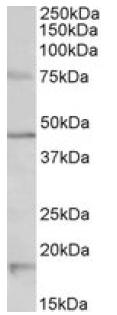 Anti-5HT1A Receptor antibody (ab121032) at 1 µg/ml + Mouse brain lysate (in RIPA buffer) at 35 µgdeveloped using the ECL technique