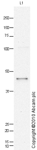 5HT1B Receptor antibody at 1 µg/ml + Brain (Human) Tissue Lysate - adult normal tissue (ab29466) at 10 µgSecondaryGoat polyclonal to Rabbit IgG - H&L - Pre-Adsorbed (HRP) at 1/3000 dilutiondeveloped using the ECL techniquePerformed under reducing conditions.
