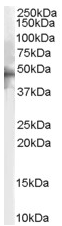 Anti-5HT1B Receptor antibody (ab52025) at 2 µg/ml + Human Brain lysate (35µg protein in RIPA buffer).