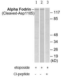 All lanes : Anti-Alpha Fodrin antibody (ab75284) at 1/500 dilutionLane 1 : Extracts from HeLa cells treated with etoposide (25uM, 24hours)Lane 2 : Extracts from A549 cells treated with etoposide (25uM, 24hours)Lane 3 : Extracts from HeLa cells treated with etoposide (25uM, 24hours) with immunising peptide at 10 µgLysates/proteins at 30 µg per lane.