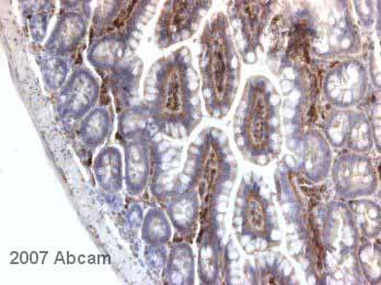 ab11755 at 1/100 staining mouse gut (small bowel) tissue sections by IHC-P. The tissue was paraformaldehyde fixed and a heat mediated antigen retrieval step in citrate buffer was performed before the tissue was blocked and incubated with the antibody for 45 minutes. An HRP conjugated goat anti-mouse antibody was used as the secondary.See Abreview