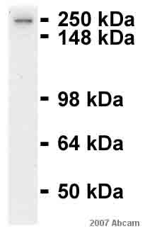 Anti-Alpha Fodrin antibody [D8B7] (ab11755) at 1/1000 dilution + 3T3 whole cell lysate at 30 µgSecondaryHRP conjugated goat anti-mouse at 1/5000 dilutionPerformed under reducing conditions.