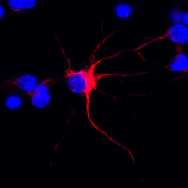 ab40758 staining alpha Internexin in rat glial cells by ICC/IF (Immunocytochemistry/immunofluorescence). Cells were fixed with paraformaldehyde, permeabilized with saponin and blocked with 1% BSA for 10 minutes at 25°C. Samples were incubated with primary antibody (1/200) for 10 hours at 4°C. An undiluted Alexa Fluor® 594-conjugated donkey anti-rabbit IgG polyclonal was used as the secondary antibody.See Abreview