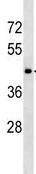 Anti-5HT1D Receptor antibody - C-terminal (ab138990) at 1/100 dilution + Mouse stomach tissue lysates at 35 µgdeveloped using the ECL technique