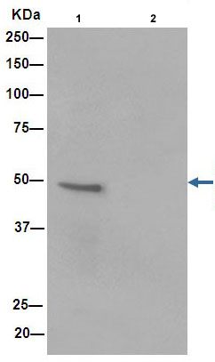 Immunoprecipitation analysis of human skeletal muscle tissue lysate labeling alpha Sarcoglycan using ab189254 at 1/50 dilution (Lane 1). A Anti-Rabbit IgG (HRP), specific to the non-reduced form of IgG at 1/1500 was used as secondary antibody. Lane 2: PBS instead of human skeletal muscle tissue lysate.