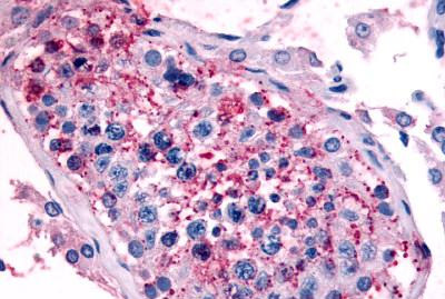 Immunohistochemical analysis of formalin-fixed, paraffin-embedded Human testis tissue, staining 5HT1E Receptor with ab115294 at 16 µg/ml.