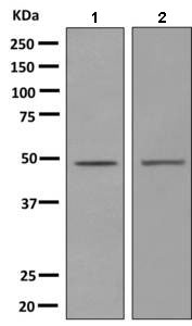 All lanes : Anti-5HT1E Receptor antibody [EPR10789(B)] (ab154813) at 1/1000 dilutionLane 1 : Jurkat cell lysateLane 2 : SH-SY5Y cell lysateLysates/proteins at 10 µg per lane.SecondaryGoat anti-rabbit HRP at 1/2000 dilution