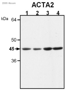 All lanes : Anti-alpha smooth muscle Actin antibody (ab5694) at 1/1000 dilutionLane 1 : Lystates prepared from pig heart tissue from normal control animalsLane 2 : Lystates prepared from pig heart tissue from normal control animalsLane 3 : Lystates prepared from pig heart tissue from experimental animalsLane 4 : Lystates prepared from pig heart tissue from experimental animalsLysates/proteins at 4 µg per lane.SecondaryHRP-conjugated goat polyclonal to rabbit IgG at 1/20000 dilutionPerformed under reducing conditions.