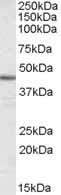 Anti-alpha smooth muscle Actin antibody (ab21027) at 0.3 µg/ml + human duodenum lysate at 35 µgdeveloped using the ECL technique