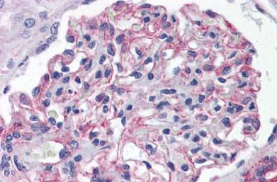 Immunohistochemical analysis of formalin-fixed, paraffin-embedded Human kidney tissue labelling 5HT1E Receptor with ab140506 at 10 µg/ml.