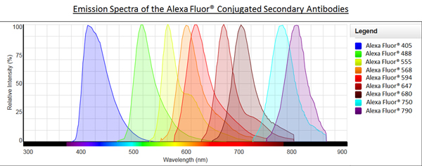 Anti-alpha smooth Actin antibody [1A4] (Alexa Fluor® 488) | search engine